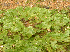 물우산이끼 Pellia epiphylla Dum