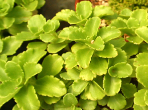 애기기린초 Sedum middendorffianum