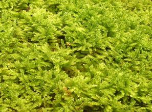 배꼴물이끼 Sphagnum cymbifolium Wamstl.