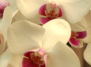 팔레놉시스 Phalaenopsis