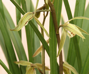 한란(寒蘭) Cymbidium Kanran Makino