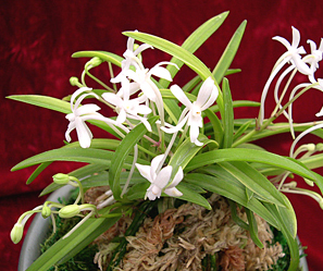 소엽풍란- 부귀란 Neofinetia falcata Hu